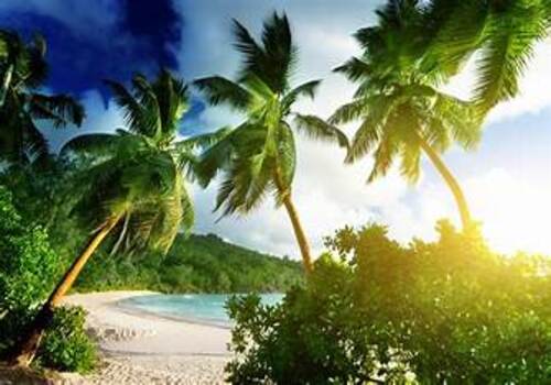 "Rest at the top of the palm tree"